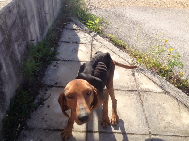 Έκκληση για τη σωτηρία του σκελετωμένου σκύλου που βρέθηκε στο Τ.Ε.Ι. Πάτρας