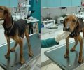 Έκκληση για τη φιλοξενία/υιοθεσία του σκύλου που βρέθηκε άρρωστος και σκελετωμένος στο Τ.Ε.Ι. Πάτρας