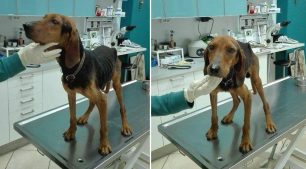 Έκκληση για τη φιλοξενία/υιοθεσία του σκύλου που βρέθηκε άρρωστος και σκελετωμένος στο Τ.Ε.Ι. Πάτρας