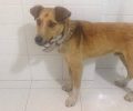 Βρήκαν αρσενικό σκύλο στα Ταμπούρια του Πειραιά