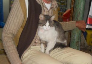Χαδιάρης γάτος πολύ φιλικός βρέθηκε στον σταθμό Η.Σ.Α.Π. στον Ταύρο