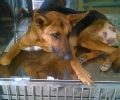 Βρήκαν τον σκύλο να κείτεται αιμόφυρτος από τον πυροβολισμό στη Βόνη Ηρακλείου Κρήτης