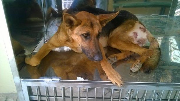 Βρήκαν τον σκύλο να κείτεται αιμόφυρτος από τον πυροβολισμό στη Βόνη Ηρακλείου Κρήτης