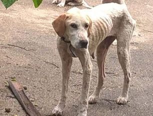 Βόνιτσα: Σκυλιά άρρωστα, σκελετωμένα από την ασιτία σε ιδιωτικό χώρο έτρωγαν ακόμα και τα φύλλα των δέντρων