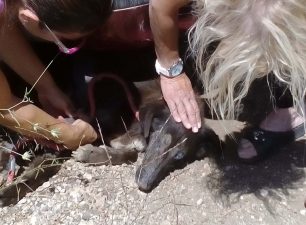 Ο Δήμος Λαυρεωτικής αδιαφόρησε για το άρρωστο σκυλί που τελικά έσωσαν φιλόζωοι