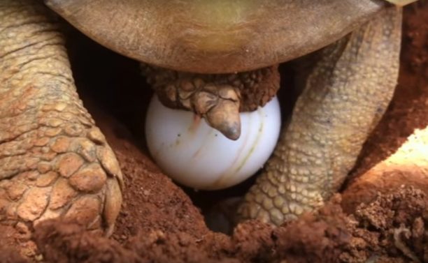 Δείτε πως φροντίζει τ’ αυγά που γεννάει μια χερσαία χελώνα στην Καστοριά (βίντεο)