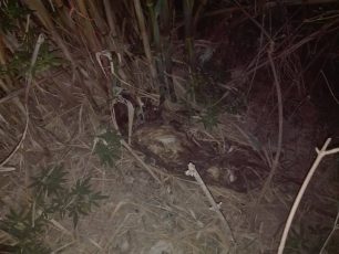 Χίος: Βρήκαν τα στοιχεία του ιδιοκτήτη του σκύλου που βρέθηκε νεκρός δεμένος σε καλαμιές με σχοινί