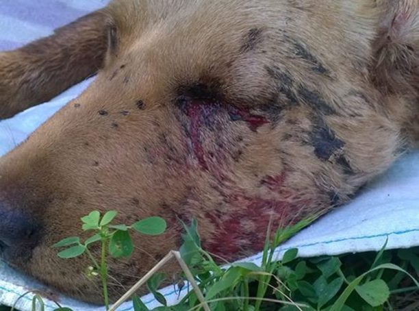 Ζάκυνθος: Τυφλός από το ένα μάτι ο σκύλος που πυροβολήθηκε στον Παντοκράτορα