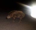 Μήνυσαν τους 2 κυνηγούς που παράνομα θήρευαν αγριογούρουνα νύχτα στο Δερβένι Μεγαλόπολης