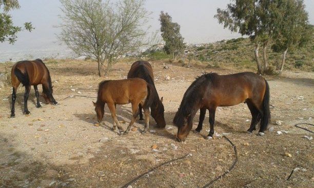 Έκκληση για την προσφορά δεξαμενής νερού για το πότισμα αδέσποτων αλόγων στο όρος Αιγάλεω