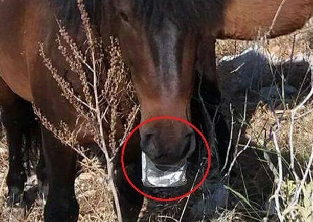 Κατάφεραν να βγάλουν το μεταλλικό κουτί που είχε σφηνώσει στη γνάθο του αλόγου που ζει αδέσποτο στο όρος Αιγάλεω