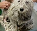 Χούνη Άργους: Βρήκαν τον σκύλο να περιφέρεται εξαθλιωμένος σαν ζωντανή σφουγγαρίστρα