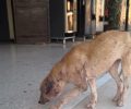 Έκκληση για τα 4 άρρωστα σκυλιά στο Στρατόπεδο του Αυλώνα