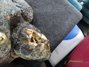 3 θαλάσσιες χελώνες νεκρές χτυπημένες στο κεφάλι βρέθηκαν σε ακτές του Θερμαϊκού μέσα σε 15 μέρες