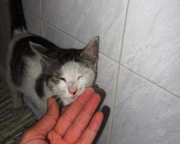 Βρέθηκε αρσενική γάτα στη Δάφνη Αττικής