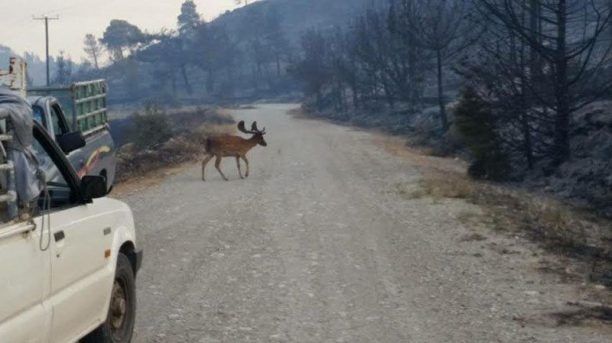 Δ. Γάκης: Προτεραιότητα η αναδάσωση και η εφαρμογή μέτρων για την προστασία του ελαφιού μετά την πυρκαγιά στην Απολακκιά Ρόδου