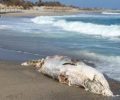 Νεκρή φάλαινα σε παραλία του νησιού Χρυσή της Ιεράπετρας