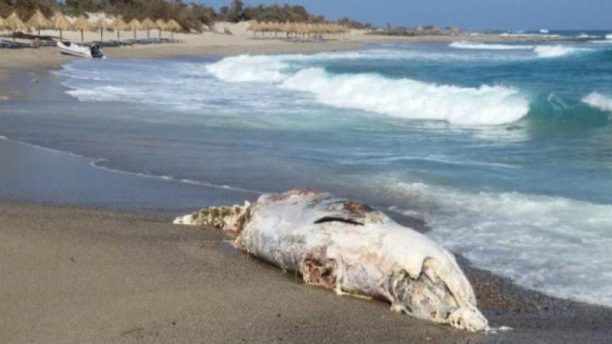 Νεκρή φάλαινα σε παραλία του νησιού Χρυσή της Ιεράπετρας