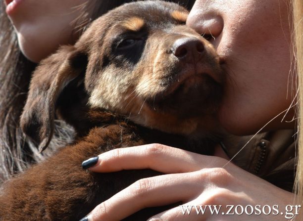 Έβρος: Παραδόθηκε στους κατοίκους το Δημοτικό Πάρκο Σκύλων στην Αλεξανδρούπολη