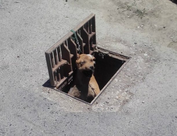 Βρήκε τον σκύλο κρεμασμένο μέσα σε φρεάτιο στη Σούδα Χανίων