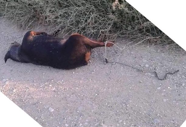Γαστούνη: Βρήκε το πτώμα του σκύλου παρατημένο στην άσφαλτο και το πόδι του δεμένο με σχοινί