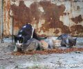 Παξοί: «Θα μας φάνε οι ποντίκοι και τα φίδια επειδή ταΐζετε τους γάτους» είπε και δεν ντράπηκε δημοτικός σύμβουλος (βίντεο)