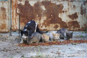 Παξοί: «Θα μας φάνε οι ποντίκοι και τα φίδια επειδή ταΐζετε τους γάτους» είπε και δεν ντράπηκε δημοτικός σύμβουλος (βίντεο)