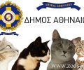 Στειρώσεις σε 240 αδέσποτες γάτες της Αθήνας από τον Δήμο Αθηναίων και την GAWF