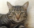 Χάθηκε αρσενικός στειρωμένος γάτος στο Καλαμάκι