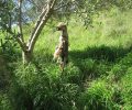 Ηλεία: Επί μέρες το απαγχονισμένο σκυλί κρεμόταν στα κλαριά του δέντρου στην Οινόη Πηνείας