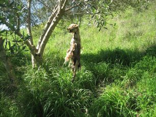 Απαγχονισμένος σκύλος σε δέντρο στην Νάουσα Ημαθίας