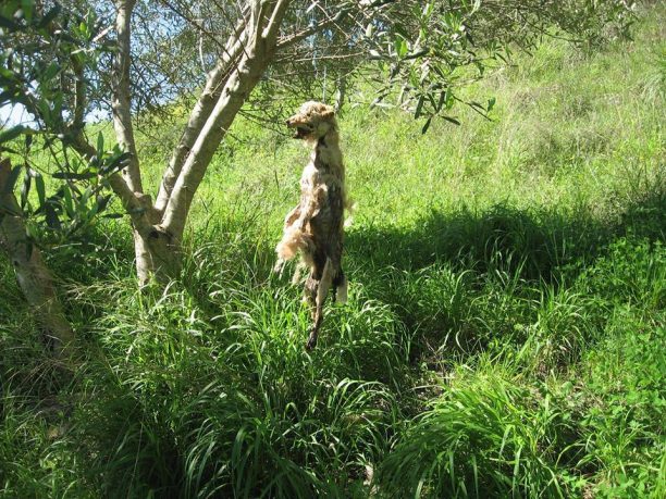 Ηλεία: Επί μέρες το απαγχονισμένο σκυλί κρεμόταν στα κλαριά του δέντρου στην Οινόη Πηνείας