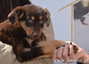 WSAVA: Δεν υπάρχει καμιά απόδειξη ότι γάτες και σκυλιά μολύνονται ή μολύνουν με τον νέο κορονοϊό