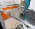 Έκκληση για τη φροντίδα της παράλυτης γάτας που βρέθηκε χτυπημένη να σέρνεται στην Καλλιθέα