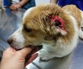 Βρήκαν τον σκύλο με το αυτί του κομμένο με ψαλίδι στην Καρδιτσομαγούλα