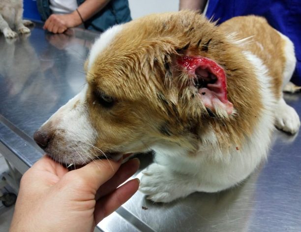 Βρήκαν τον σκύλο με το αυτί του κομμένο με ψαλίδι στην Καρδιτσομαγούλα