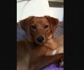 Χάθηκε θηλυκός στειρωμένος σκύλος στην Αργυρούπολη Αττικής