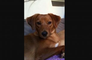 Χάθηκε θηλυκός στειρωμένος σκύλος στην Αργυρούπολη Αττικής