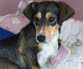 Βρέθηκε - Χάθηκε στα Κ.Τ.Ε.Λ. Κηφισού θηλυκός μικρόσωμος σκύλος από την Καστοριά