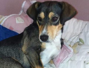 Βρέθηκε - Χάθηκε στα Κ.Τ.Ε.Λ. Κηφισού θηλυκός μικρόσωμος σκύλος από την Καστοριά