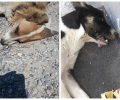 Επικήρυξαν τον δράστη που δηλητηρίασε τουλάχιστον 12 αδέσποτα σκυλιά σε Κιάτο και Κάτω Διμηνιό
