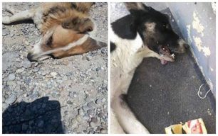 Επικήρυξαν τον δράστη που δηλητηρίασε τουλάχιστον 12 αδέσποτα σκυλιά σε Κιάτο και Κάτω Διμηνιό