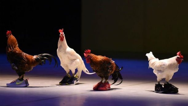 Το Φεστιβάλ Αθηνών φέρνει στην Ελλάδα παράσταση – τσίρκο με ζωντανούς κόκορες που φορούν αθλητικά παπούτσια… (βίντεο)