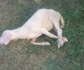 Ζωντανό πρόβατο με δεμένα τα πόδια εκτεθειμένο στον καύσωνα ως έπαθλο σε «πολιτιστικές» εκδηλώσεις στα Κουφάλια Θεσσαλονίκης