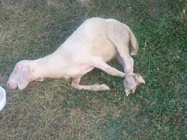 Ζωντανό πρόβατο με δεμένα τα πόδια εκτεθειμένο στον καύσωνα ως έπαθλο σε «πολιτιστικές» εκδηλώσεις στα Κουφάλια Θεσσαλονίκης