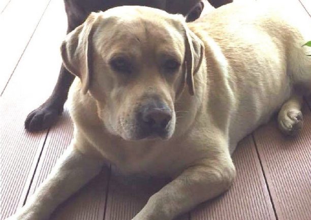 Χάθηκε σκύλος ράτσας Λαμπραντόρ στη Νέα Μάκρη Αττικής