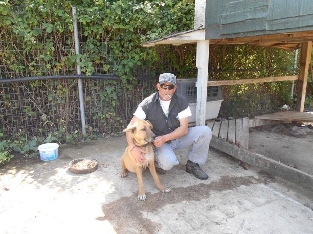 Φροντίζουν τον σκύλο που συστηματικά κακοποιούσε ο ιδιοκτήτης του στην Λάππα Αχαΐας