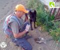 Εκπαιδευμένα σκυλιά βρήκαν τον άνδρα που εξόντωνε ζώα με φόλες, παράνομα δηλητήρια, θηλιές, δόκανα στο Κουρτέσι Λασιθίου