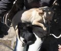 Η σκυλίτσα θήλασε και έσωσε τα γατάκια που βρέθηκαν πεταμένα στα σκουπίδια στο Λουτράκι (βίντεο)