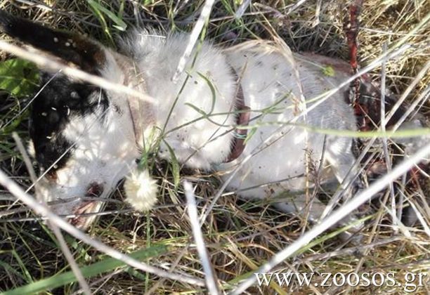Συνελήφθη ο άνδρας που έλιωσε τον σκύλο του σέρνοντας τον με το αγροτικό στη Μαγνησία
